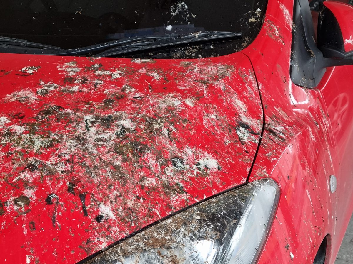 a car covered in bird droppings